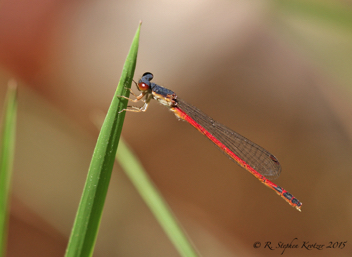 Amphiagrion saucium, male